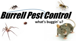Burrell Pest Control, Serving Frankfort, Lawrenceburg, Versailles, Georgetown, Lexington, Shelbyville and the surrounding areas.